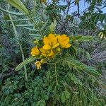 Senna multiglandulosa 花
