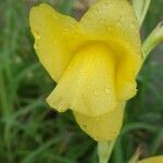 Gladiolus dalenii Blad