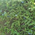 Commelina erecta Лист