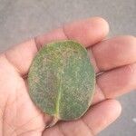 Erianthemum dregei Leaf