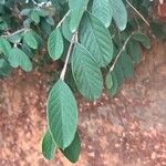 Cotoneaster pannosus Foglia