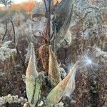 Asclepias speciosa Fruit