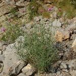 Centranthus angustifolius Агульны выгляд