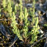 Lysimachia linum-stellatum Buveinė