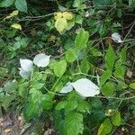 Rubus idaeus Leaf