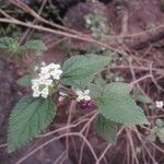 Lippia origanoides Ліст