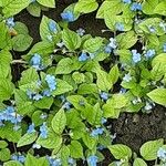 Omphalodes verna Цвят