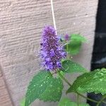 Agastache foeniculumKwiat