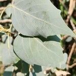 Populus euphratica Deilen