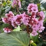 Bergenia crassifolia Flors