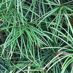 Sciadopitys verticillata Likasa