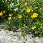 Zephyranthes citrina Hábito