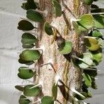 Alluaudia ascendens Hoja