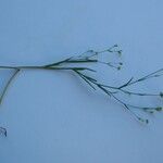 Bupleurum virgatum Libunga