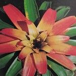 Guzmania sanguinea