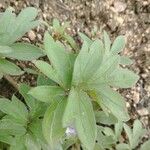 Hydrophyllum capitatum Leaf