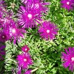 Delosperma cooperi Облик