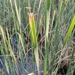 Typha angustifolia Leaf