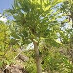Steganotaenia araliacea Leaf