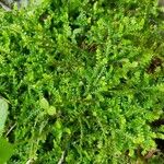 Selaginella helvetica ഇല