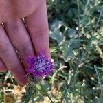 Centaurea scabiosaΛουλούδι