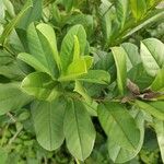 Crotalaria spectabilis Leaf