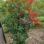 Salvia splendens Yaprak