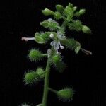 Circaea repens Hábito