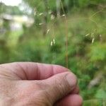 Deschampsia flexuosa Květ