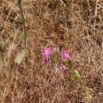 Zeltnera venusta Flower