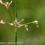 Juncus subnodulosus Arall