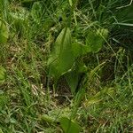 Ophioglossum vulgatum Habit