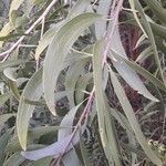 Acacia auriculiformis Hostoa