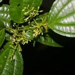 Miconia rubescens List