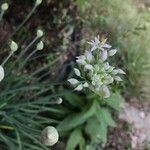 Allium canadense Blodyn
