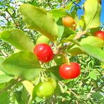 Malpighia glabra Fruit