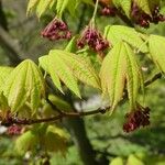 Acer circinatum 其他