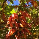 Halleria lucida Blomma