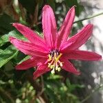 Passiflora manicata Floare
