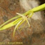 Habenaria tridactylites Квітка