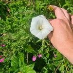 Calystegia sepiumКветка