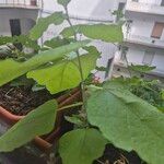 Solanum aethiopicum Other