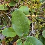 Epigaea repens Leaf