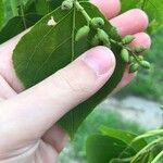 Populus balsamifera Plod