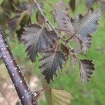 Betula pendulaDeilen