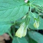 Symphytum tuberosum Flower