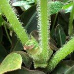 Begonia gehrtii Rusca