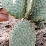 Opuntia rufida Blad