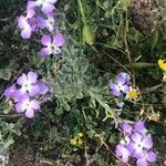 Matthiola tricuspidata Flower