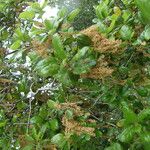 Quercus agrifolia Flower